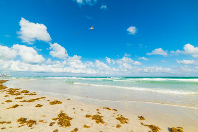 Scenic view of beach against blue sky