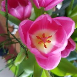 Close-up of pink flowers blooming outdoors