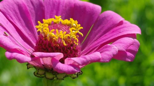 Close-up of pink flower