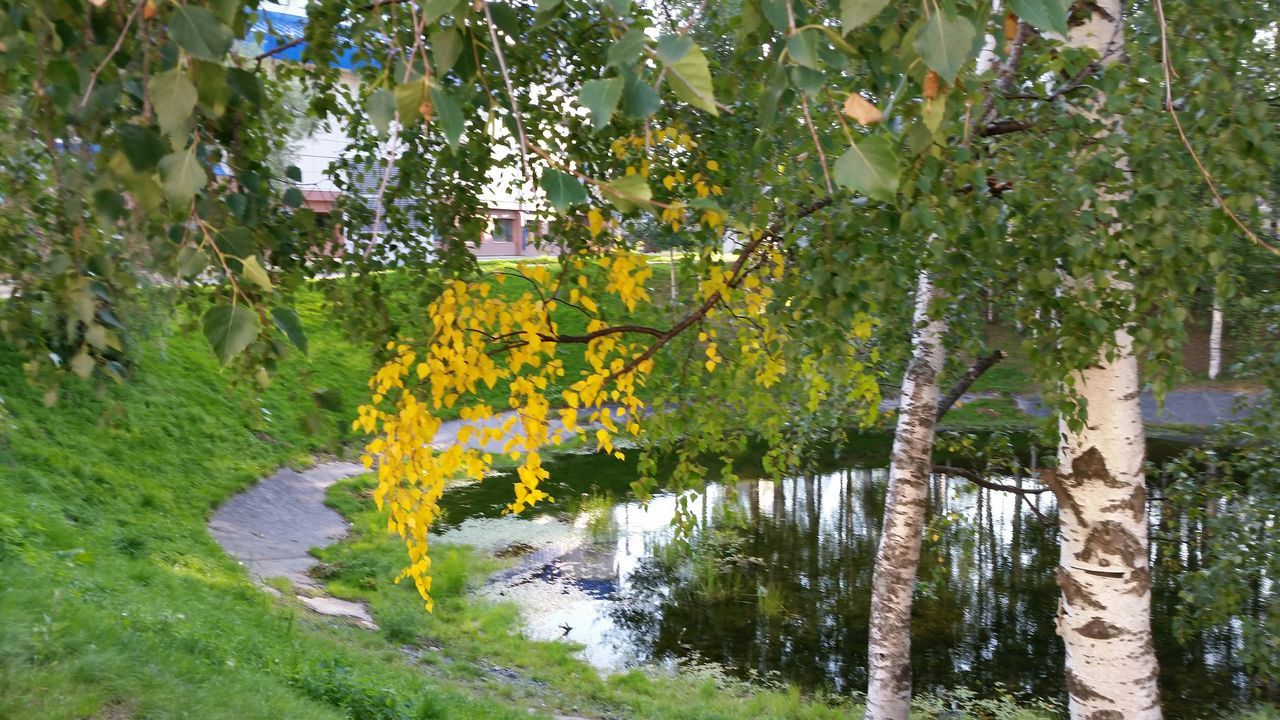 tree, water, growth, tranquility, nature, beauty in nature, plant, green color, tranquil scene, scenics, day, branch, tree trunk, lake, river, outdoors, park - man made space, reflection, forest, sunlight