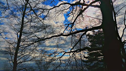 Low angle view of bare trees against blue sky