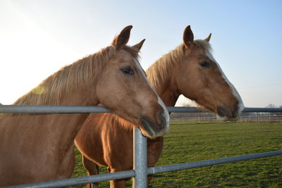 Close-up of horse in ranch against clear sky