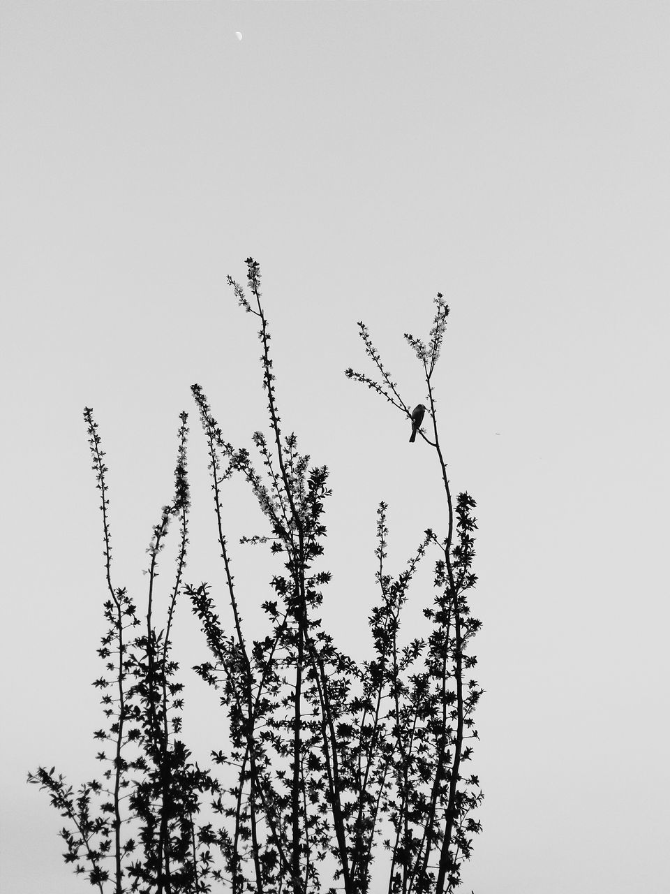 clear sky, copy space, low angle view, branch, nature, bare tree, growth, tranquility, plant, stem, tree, beauty in nature, no people, twig, studio shot, dry, white background, outdoors, dead plant, day