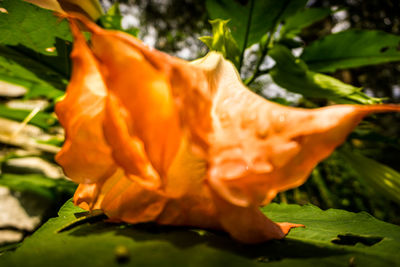 Close-up of flower against blurred background