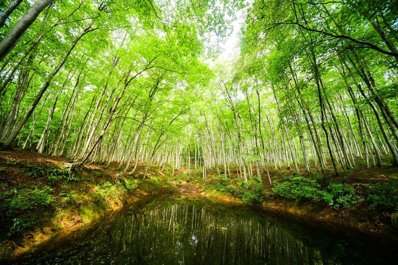 SCENIC VIEW OF FOREST