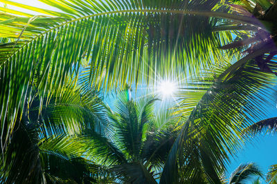 Low angle view of sunlight streaming through palm trees