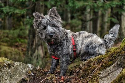 Dog terrier on rock