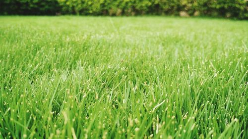 Close-up of grass in field