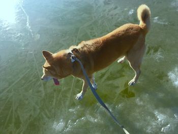 High angle view of dog in water