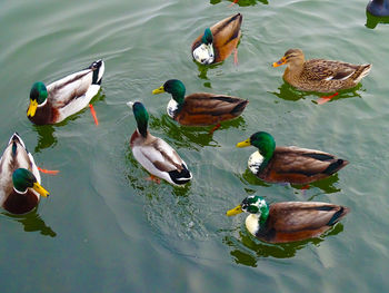 High angle view of mallard ducks floating on lake