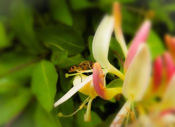 Close-up of pink flower blooming in park