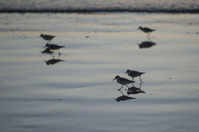 Birds in a lake