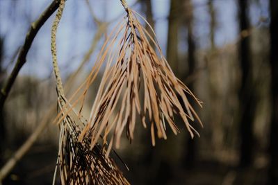 Close-up of wilted plant