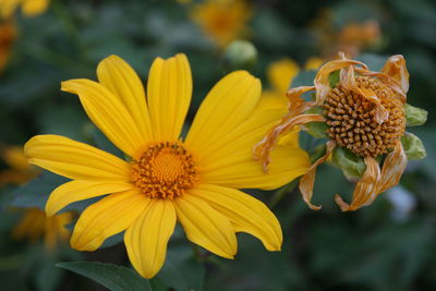 Close-up of yellow flowers blooming outdoors