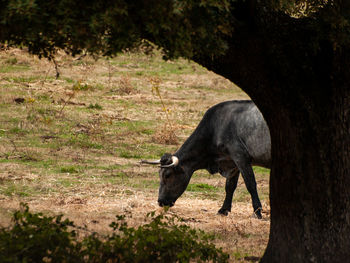 Horse standing in a field