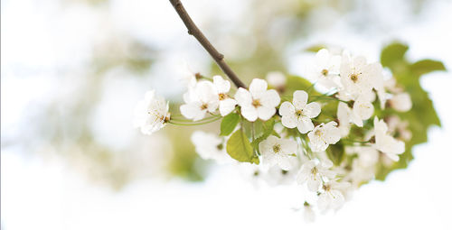 Close-up of white cherry blossom tree