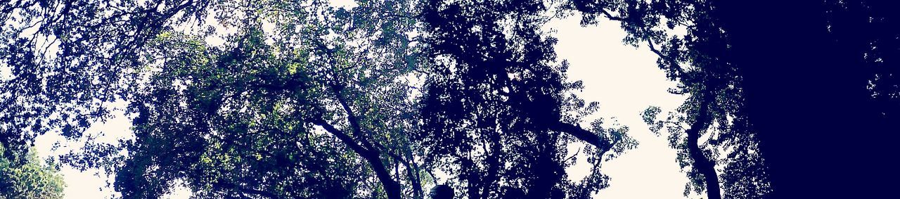 low angle view, tree, growth, blue, branch, nature, sky, silhouette, tranquility, clear sky, outdoors, auto post production filter, beauty in nature, no people, sunlight, night, close-up, tree trunk, dusk