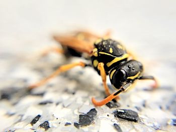 Close-up of bee