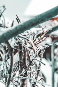 Close-up of frozen plant