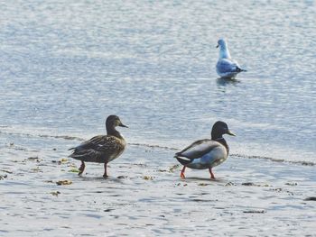 Birds on lake shore