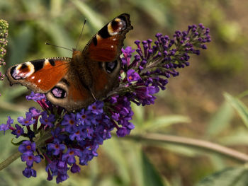 Close-up of butterfly pollinating on purple flower