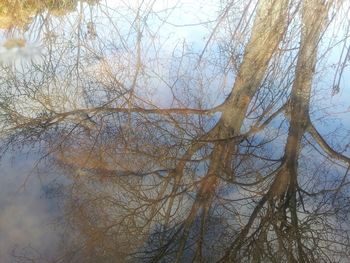 Bare trees against sky