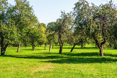 Trees in park