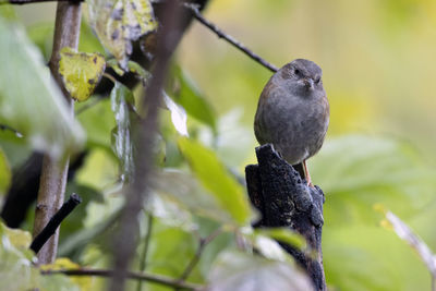 A close-up of a dunnock perched on a branch in a bush