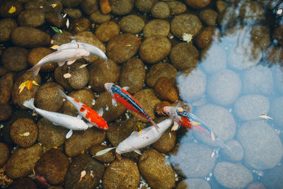 High angle view of fishes swimming in sea