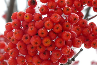 Close-up of red berries growing on plant