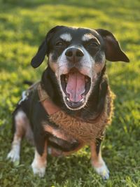 Close-up of dog yawning