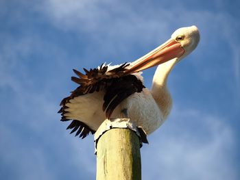 Low angle view of pelican perching on wood