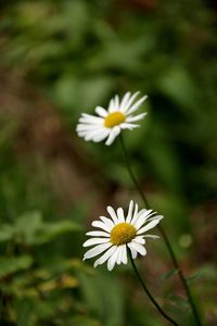 Close-up of white flowers blooming outdoors