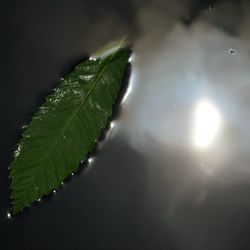 Close-up of leaves on water