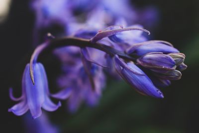 Close-up of purple flowering plant
