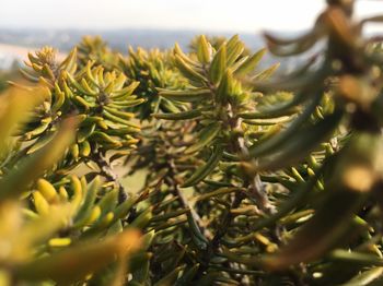 Close-up of plant