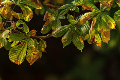 Close-up of green leaves