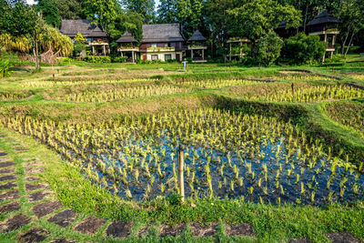 Scenic view of agricultural field by houses