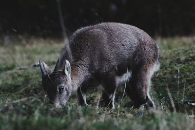 Deer grazing in a field