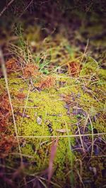 Close-up of moss growing on field