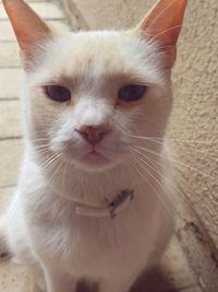 Close-up portrait of cat