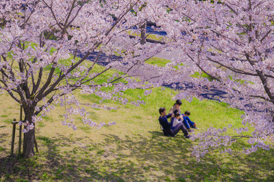 View of cherry blossom