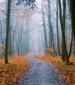 Trees in forest during autumn