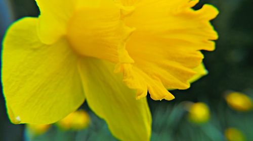 Close-up of yellow flower