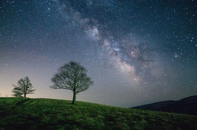 Trees on landscape against star field at night