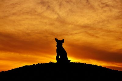 Low angle view of silhouette dog on field against cloudy sky at sunset