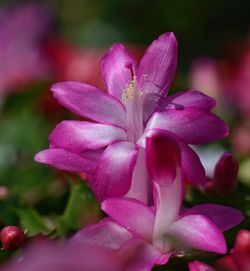 Close-up of pink flower blooming outdoors