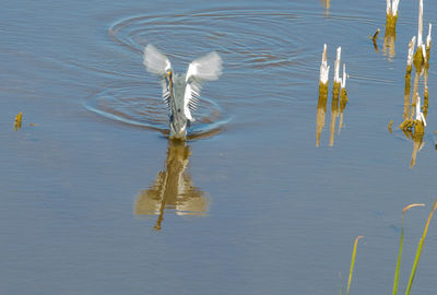 High angle view of duck swimming in lake