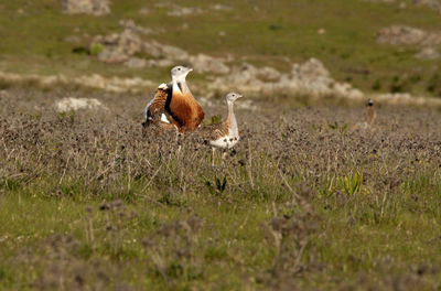 Duck on a field