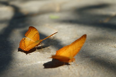 Close-up of autumn leaf